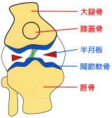 膝の関節